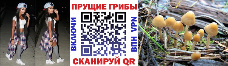 Псилоцибиновые грибы Magic Shrooms  продажа наркотиков  мега как войти  Сычёвка 